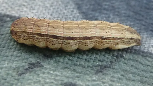 Bristly Cutworm Moth - photo 4