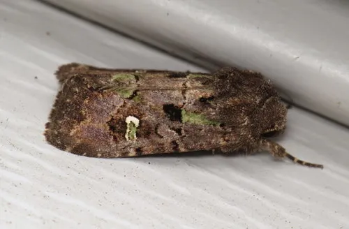Bristly Cutworm Moth - photo 5
