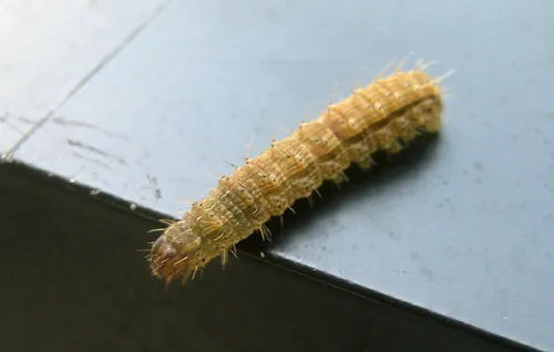 Bristly Cutworm Moth - photo 6