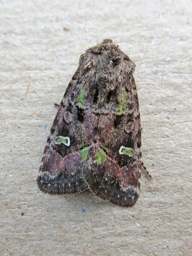 Bristly Cutworm Moth - photo 7