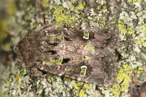 Bristly Cutworm Moth - photo 8