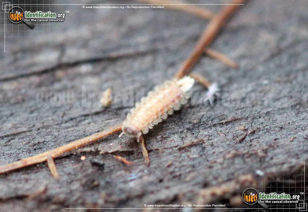 Bristly Millipede