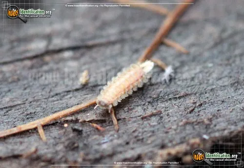 Bristly Millipede - photo 2