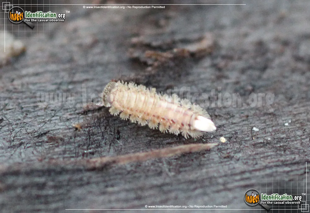 Bristly Millipede - photo 3