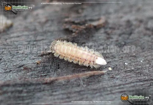 Bristly Millipede - photo 4