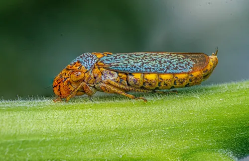 Broad-headed Sharpshooter