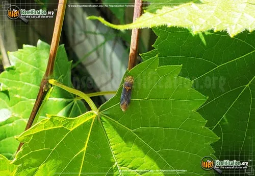 Broad-headed Sharpshooter - photo 5