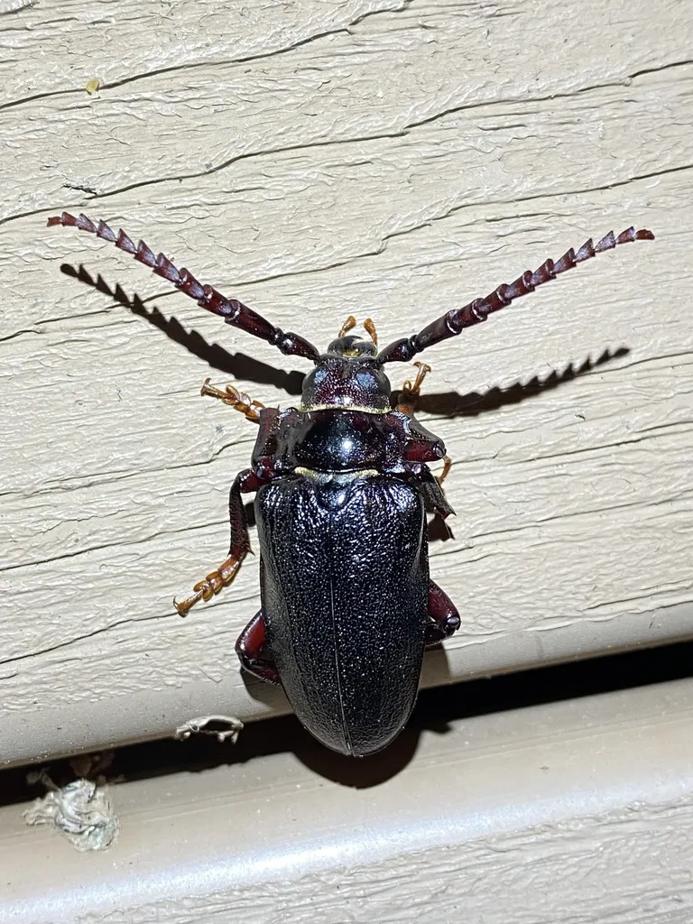 Broad-necked Root Borer - photo 2