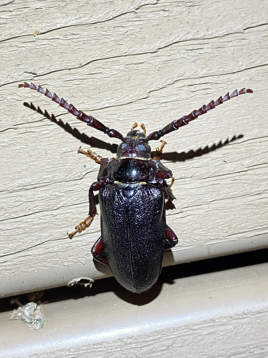 Broad-necked Root Borer - photo 3