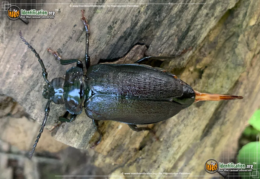 Broad-necked Root Borer - photo 4