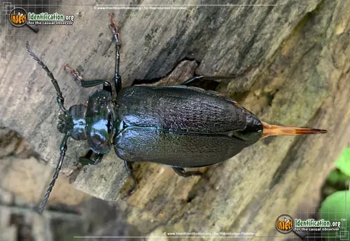 Broad-necked Root Borer - photo 5