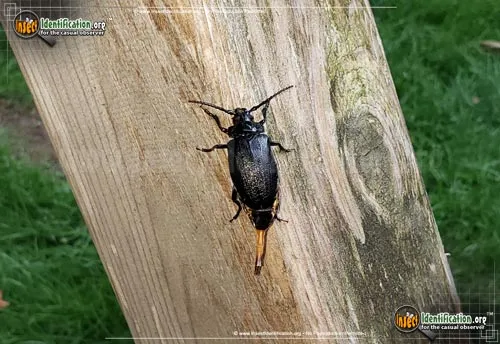 Broad-necked Root Borer - photo 6
