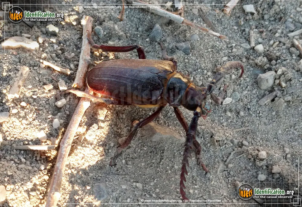 Broad-necked Root Borer - photo 7