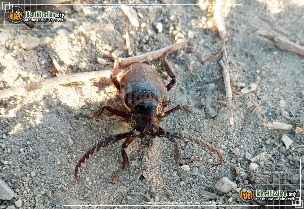 Broad-necked Root Borer - photo 8