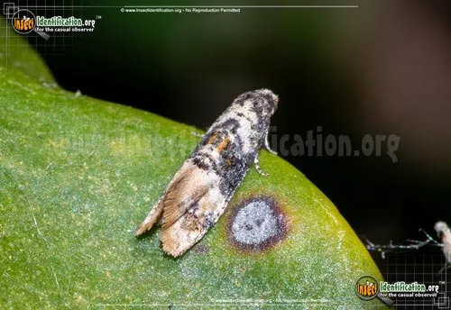 Broad-patch Cochylid Moth - photo 2