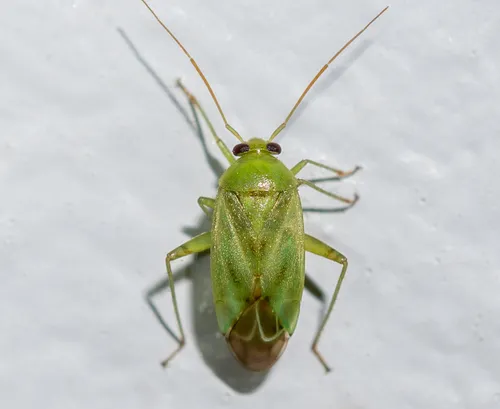Broken-backed Bug