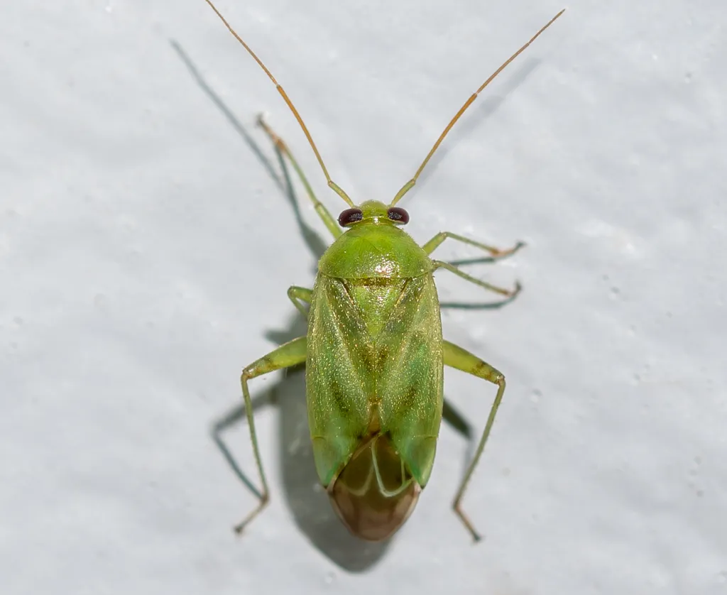 Broken-backed Bug - photo 2