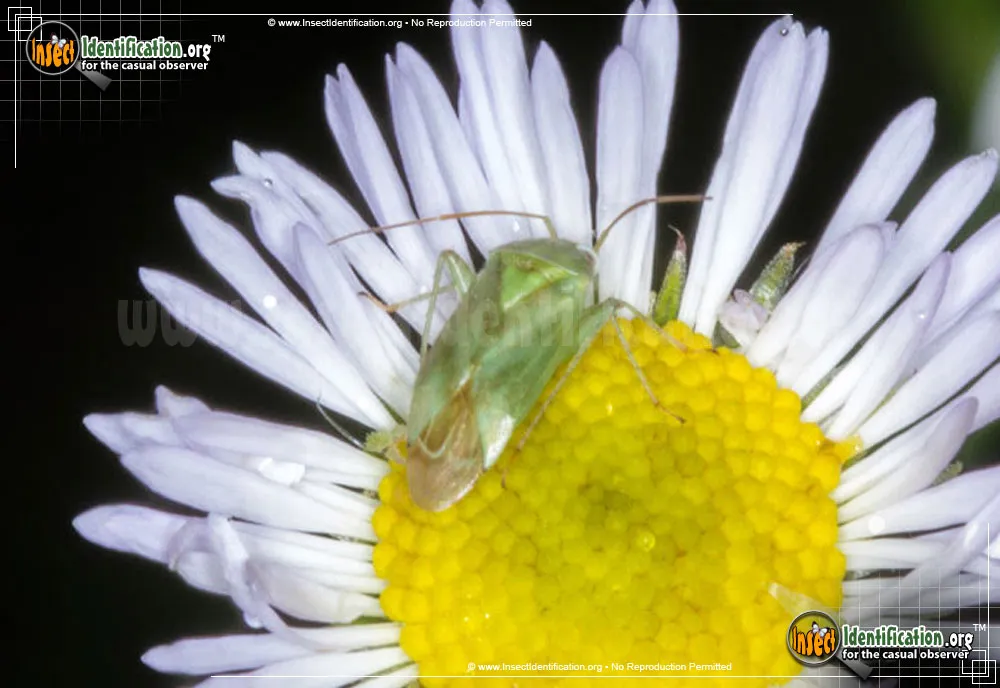 Broken-backed Bug - photo 4