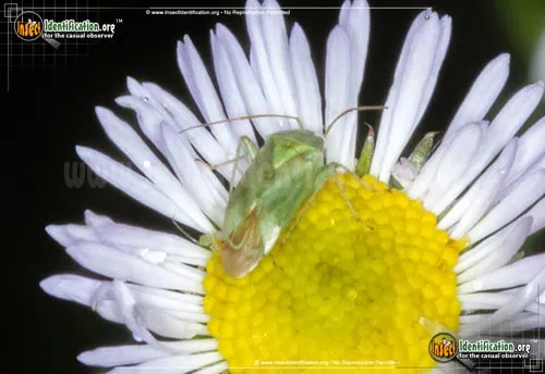 Broken-backed Bug - photo 5