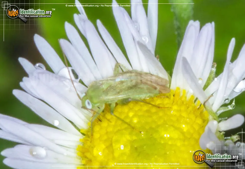 Broken-backed Bug - photo 6