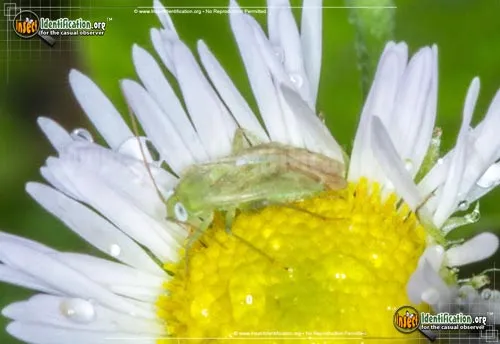 Broken-backed Bug - photo 7