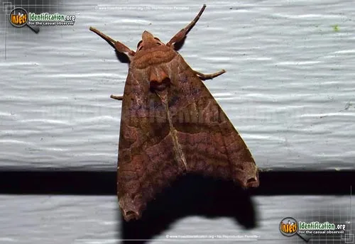 Brown Angle Shades - photo 2