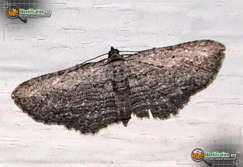 Brown Bark Carpet Moth - photo 2