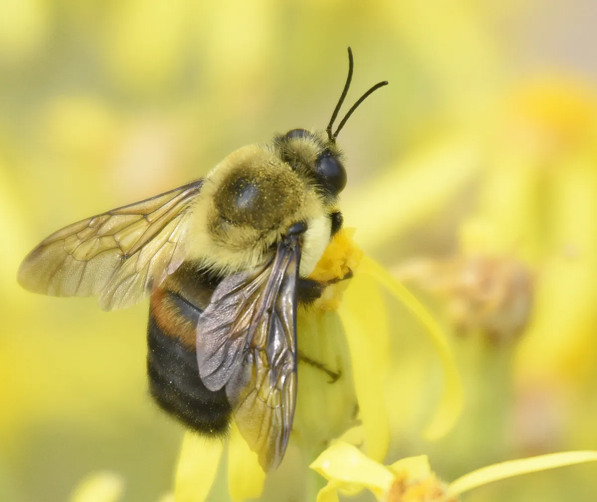 Brown-belted Bumble Bee - photo 2