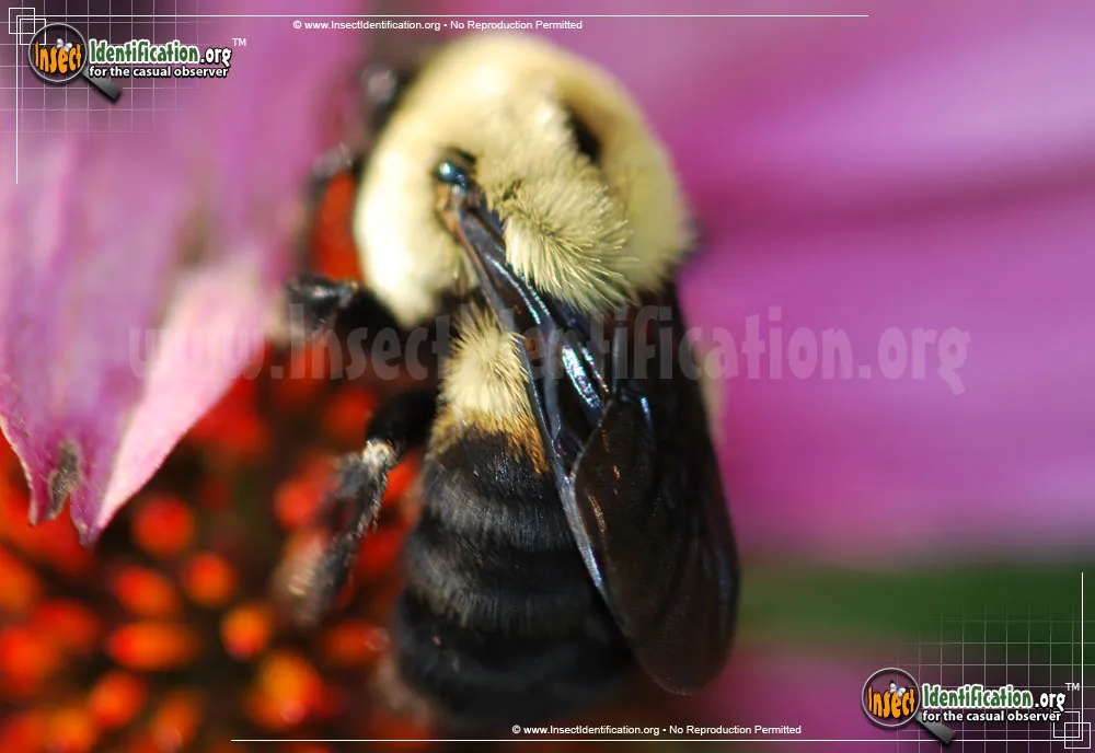 Brown-belted Bumble Bee - photo 5