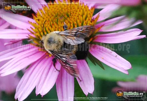 Brown-belted Bumble Bee - photo 6