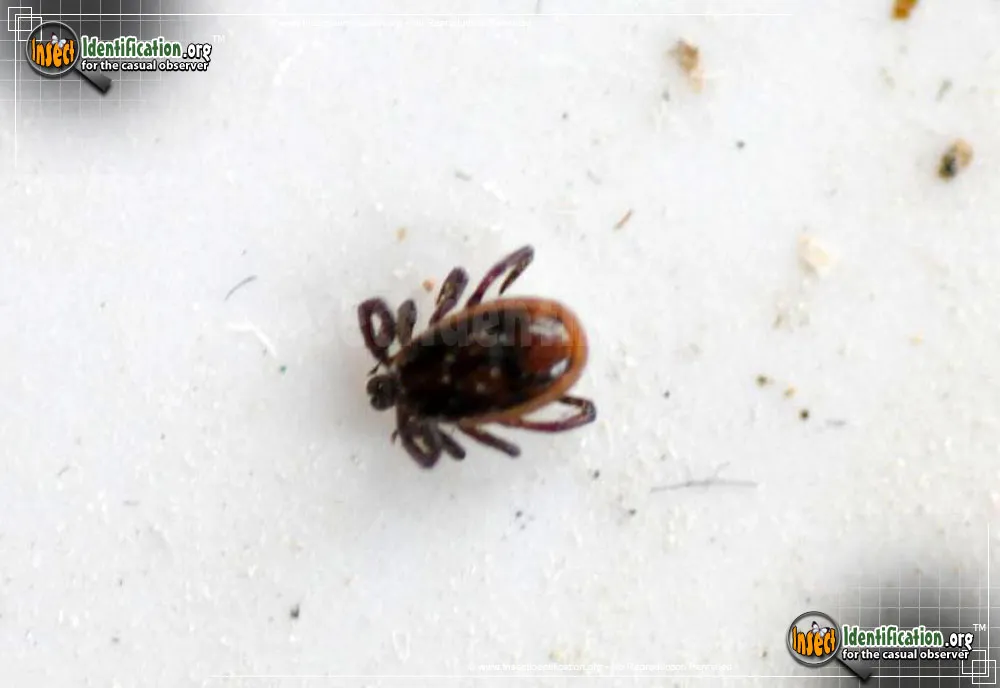 Brown Dog Tick
