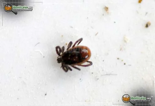 Brown Dog Tick - photo 2
