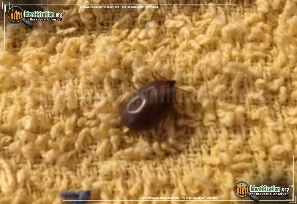 Brown Dog Tick - photo 3