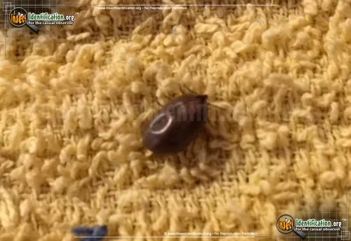 Brown Dog Tick - photo 4