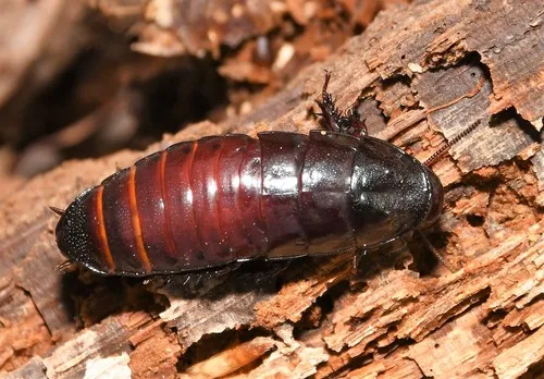 Brown-hooded Cockroach
