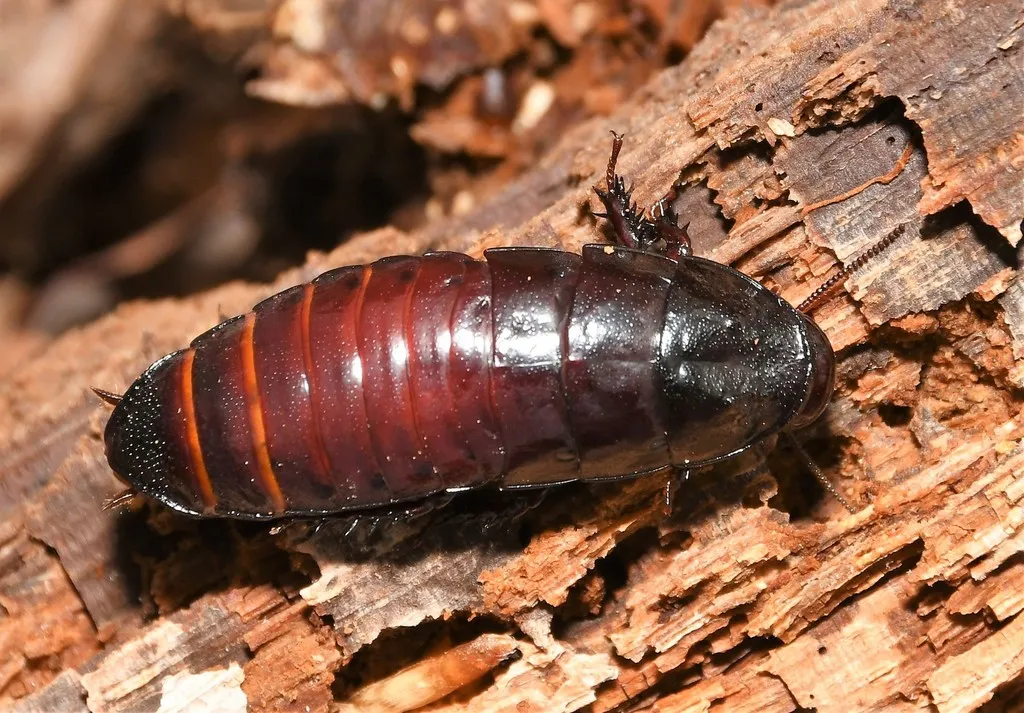Brown-hooded Cockroach - photo 2