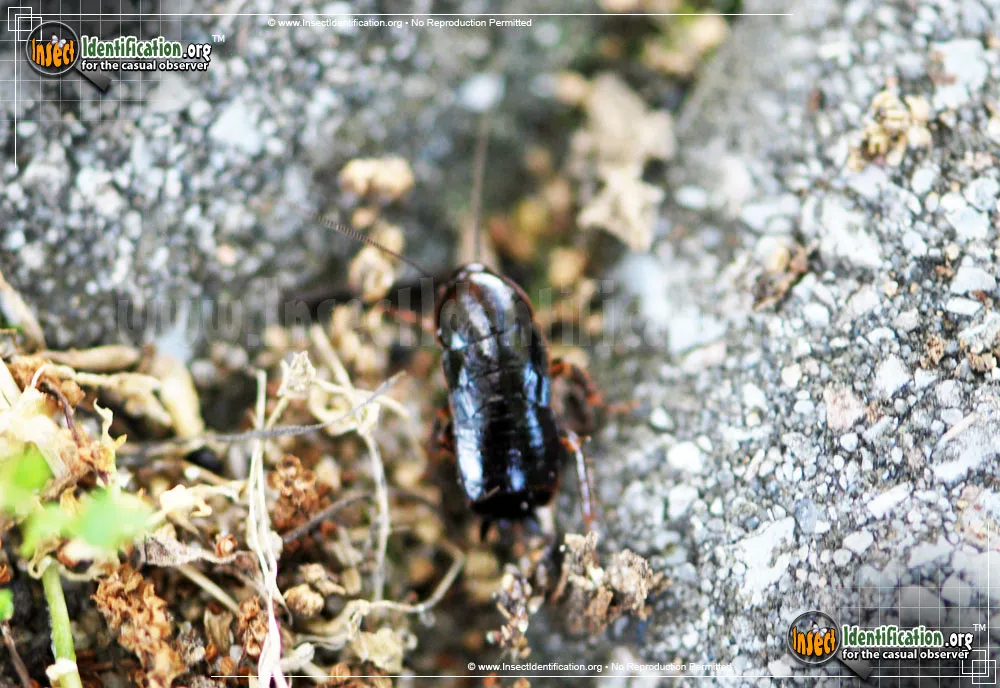 Brown-hooded Cockroach - photo 4