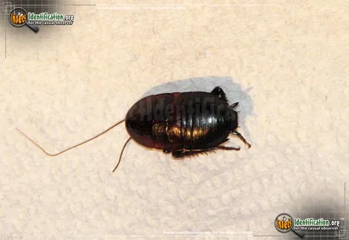 Brown-hooded Cockroach - photo 5