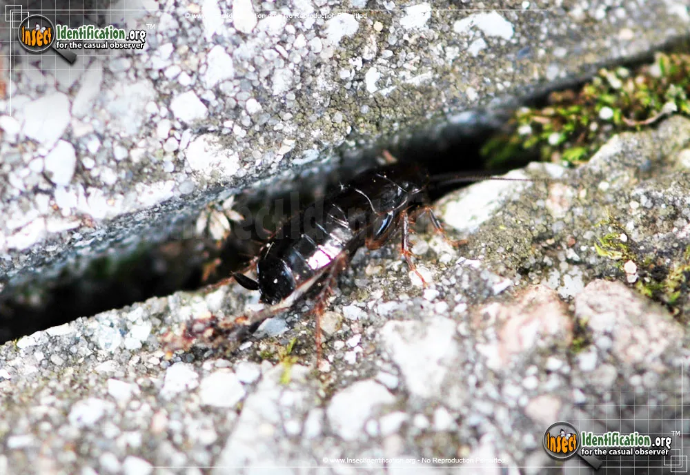 Brown-hooded Cockroach - photo 8