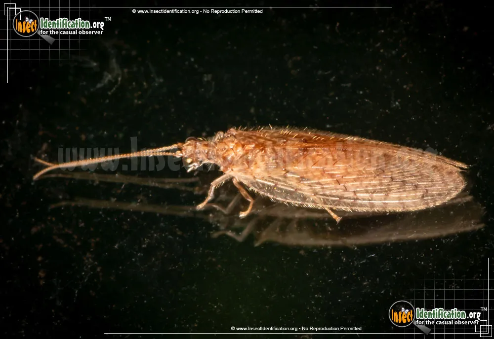 Brown Lacewing