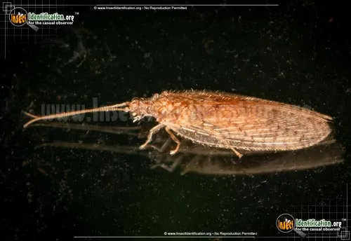 Brown Lacewing - photo 2