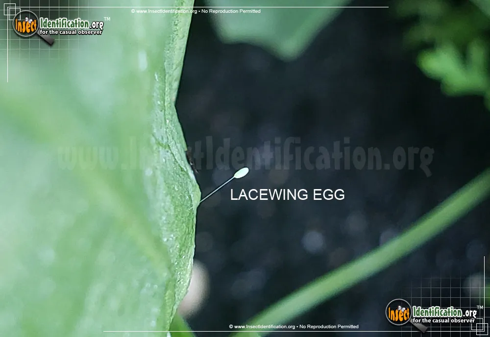 Brown Lacewing - photo 3