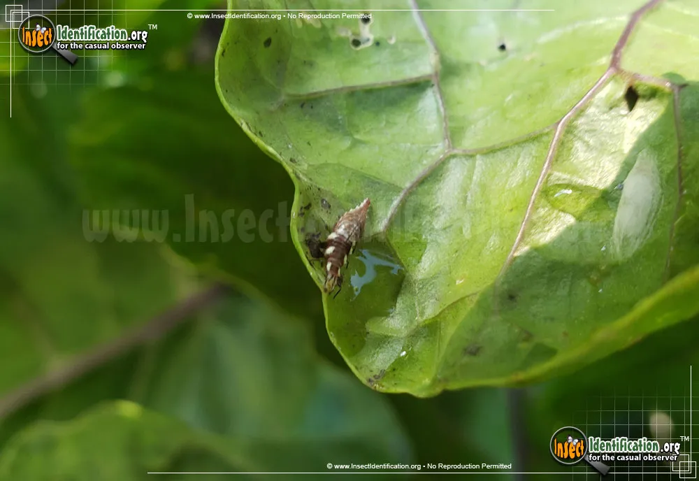 Brown Lacewing - photo 5