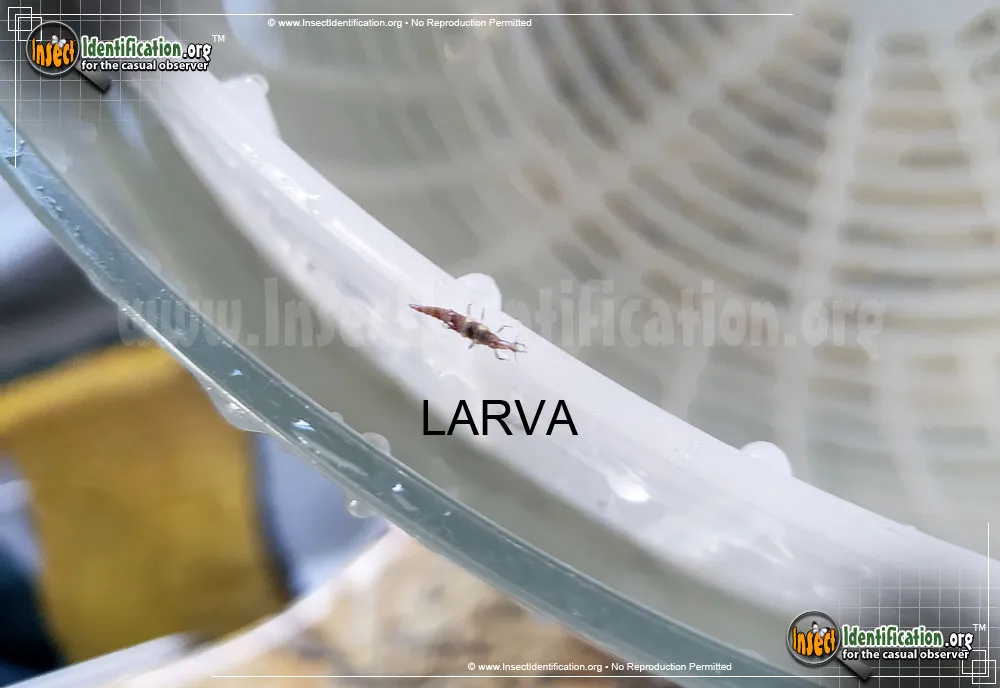 Brown Lacewing - photo 7