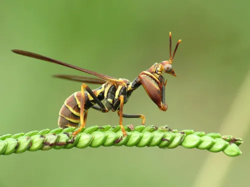 Brown Mantidfly