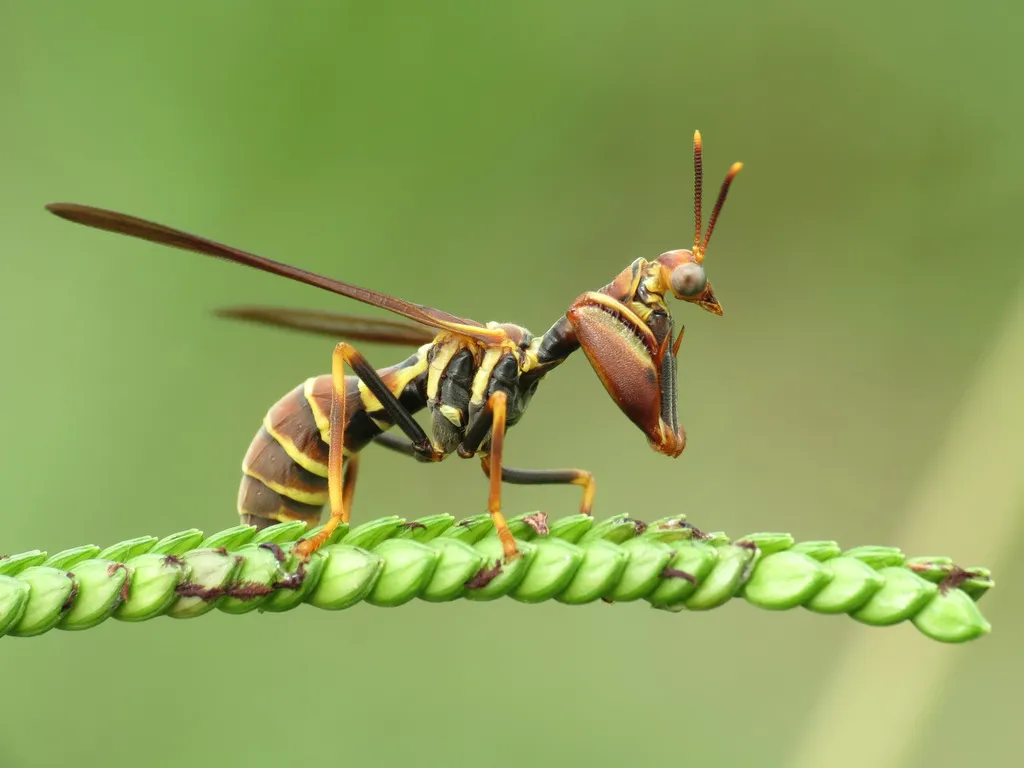 Brown Mantidfly - photo 2