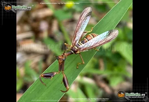Brown Mantidfly - photo 4