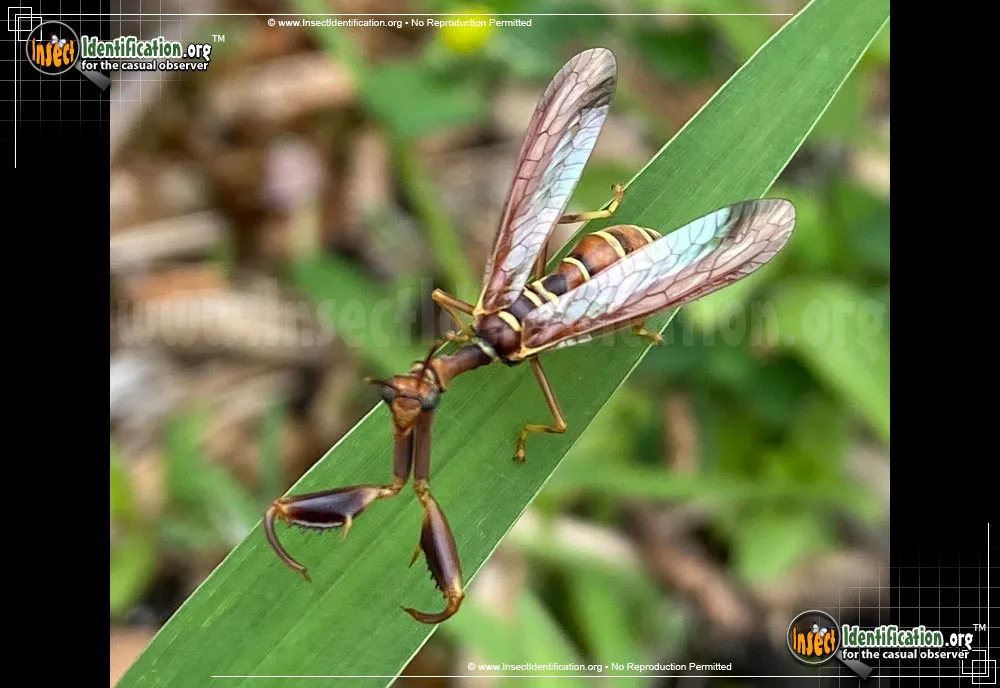 Brown Mantidfly - photo 5