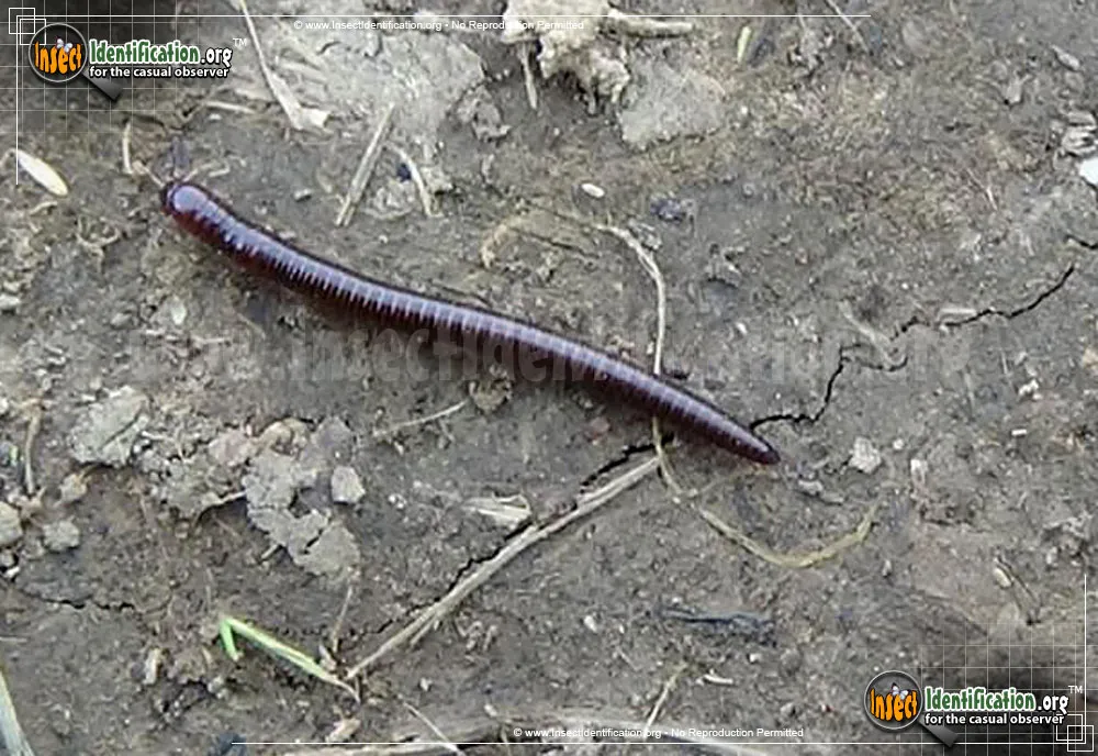 Brown Millipede