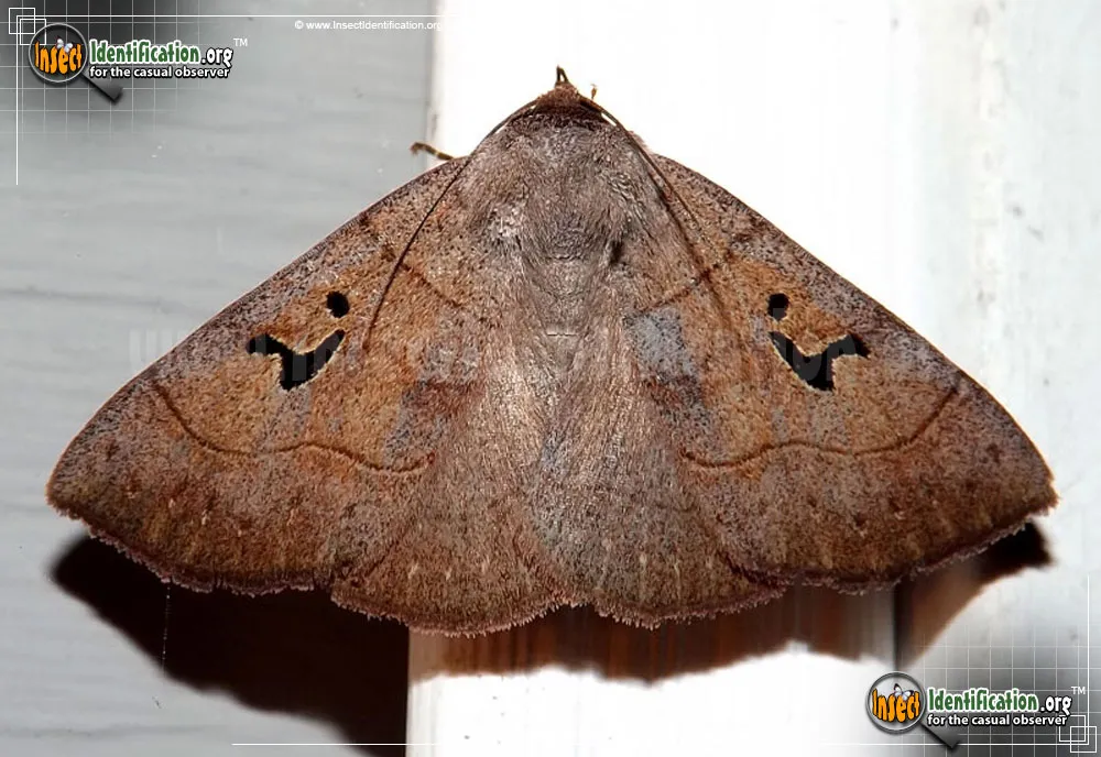 Brown Panopoda Moth